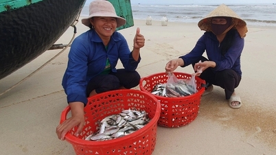 Não deixe de experimentar estes 3 tipos de peixe no mercado, muitas vezes chamados de "salmão acessível".