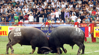 ក្របីចំនួន ៣២ ក្បាលប្រកួតប្រជែងក្នុងវគ្គជម្រុះនៅដូសើន។