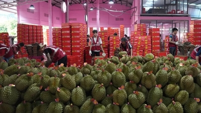 A Tailândia detém 81% da quota de mercado de durian fresco na China.