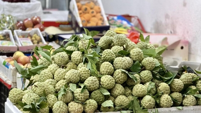 Loại quả đặc sản thơm ngon, ngọt lịm đang vào mùa, tiểu thương nhập hàng tạ mỗi ngày vẫn ‘cháy hàng’