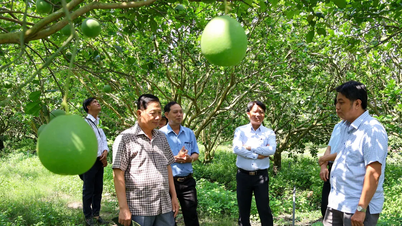 Từ mô hình dưa lưới công nghệ cao nhìn ra hướng phát triển nông nghiệp mới ở xã Trừ Văn Thố