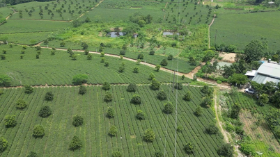 Để chè Liên Sơn “cất cánh”, cần một chuỗi liên kết bền vững