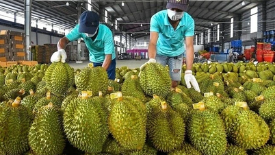 Ấn Độ chính thức mở cửa cho sầu riêng Việt Nam
