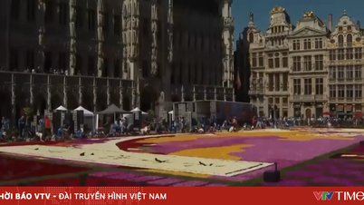 En halv miljon blommor blommar mitt i sommaren i Belgien.