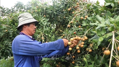 Thanh nhãn Cần Thơ: Từ đặc sản nội địa đến vươn tầm quốc tế