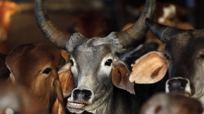 Le Vietnam est l'un des plus grands importateurs mondiaux de viande de buffle indien.