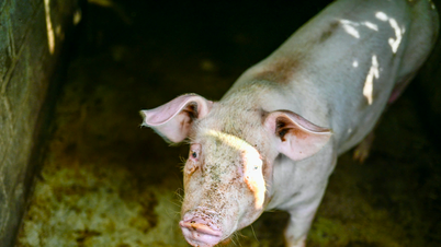 Haunted by the smell of rice water used to feed the pigs, I burst into tears at the note from my grandmother.