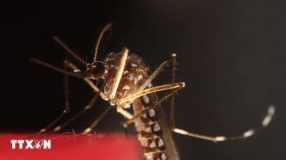 L’épidémie du virus du Nil occidental évolue de manière complexe en Méditerranée.