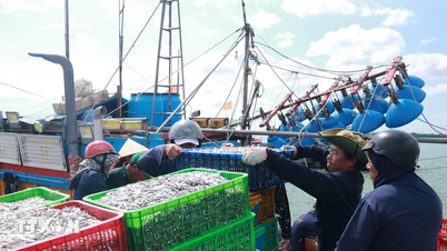 Os pescadores da província de Quang Tri tiveram uma temporada de pesca bem-sucedida.