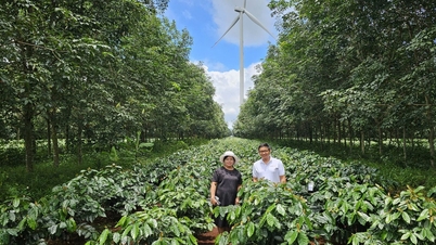 O projeto de café de 20.000 hectares do presidente Duc recebe boas notícias iniciais.