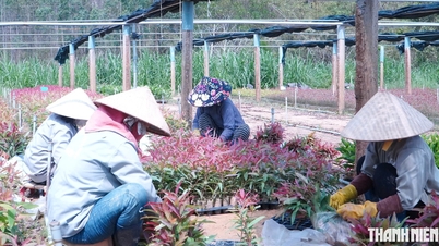 ដោយ​ឈប់​ពី​ការងារ​ជា​ជាង​ម៉ាស៊ីន គាត់​បាន​បើក​កន្លែង​បណ្តុះ​កូន​រុក្ខជាតិ​មួយ ហើយ​រក​ចំណូល​បាន​ជិត ២០ ពាន់​លាន​ដុង​ក្នុង​មួយ​ឆ្នាំ។