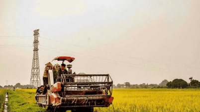 Ninh Binh réorganise son espace agricole en exploitant les atouts de chaque sous-région.