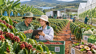 Gia Lai thúc đẩy nông nghiệp hiện đại từ vùng nguyên liệu
