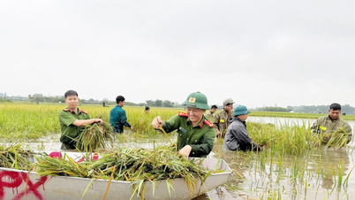 ពន្លឺពណ៌បៃតងភ្លឺចែងចាំងលើវាលស្រែលិចទឹក