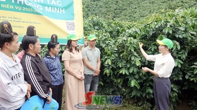 Tổng kết mô hình canh tác cà phê thông minh thích ứng với biến đổi khí hậu