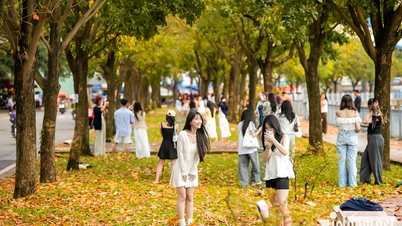Las calles de Ciudad Ho Chi Minh están cubiertas de tonos dorados, que recuerdan al otoño en Hanói, lo que atrae a los jóvenes a tomar fotografías.