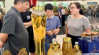 Da Nang: Ginseng Ngoc Linh dan cabaran untuk melanjutkan nilainya selepas tuaian.