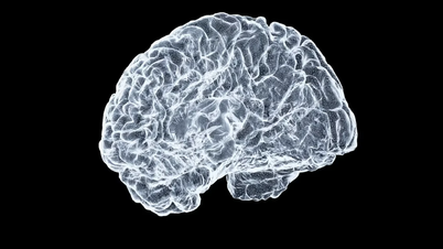 人間の脳がどのように形成されるかについての新たな発見は、何世紀にもわたって信じられてきた定説に疑問を投げかけている。
