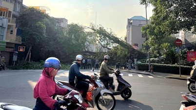 Et banyantre som tilhørte en bygning ble revet opp med roten, og blokkerte krysset mellom gatene Dinh Tien Hoang og Vo Thi Sau i Ho Chi Minh-byen.