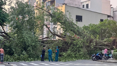 Cây bật gốc chắn ngang đường Đinh Tiên Hoàng ở TP.HCM, giao thông ùn tắc nghiêm trọng