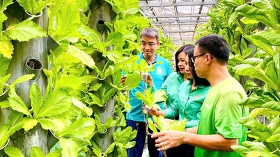 Efficacia dell'utilizzo di capitali agevolati nel comune di Thu Lam.
