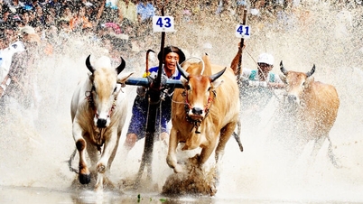 [Infografica] 64 coppie di buoi si contendono la Coppa del 31° Festival di corse di buoi di Bay Nui.