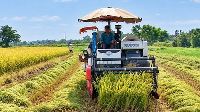 Les prévisions de rendement du riz pour la principale campagne agricole tablent sur une augmentation de 1,86 quintaux/hectare.