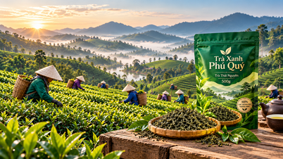 Autentico e delizioso tè thailandese ai germogli di gambero Nguyen da Phu Quy Green Tea.