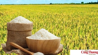 Harga beras hari ini, 7 Oktober 2026: Beras Dai Thom meningkat sebanyak 500 VND/kg.