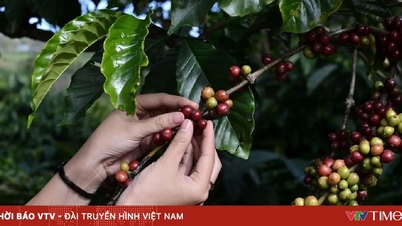 Vietnam Kahvesinin "Altın Sezonu"