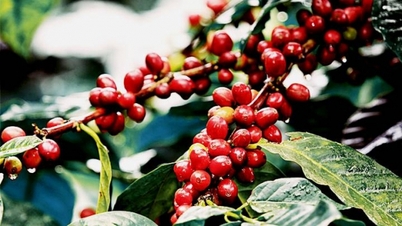 Kaffepriser i dag, 28. desember 2025: Holder seg over 98 000 VND/kg