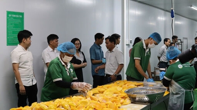 Aprovação do projeto "Apoio à aplicação de máquinas e equipamentos avançados na linha de processamento de frutas secas".