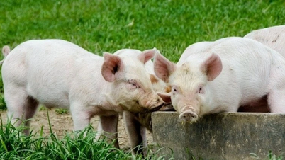 ราคาเนื้อหมูลดลงมาอยู่ที่ประมาณ 70,000 ดอง/กิโลกรัมแล้ว