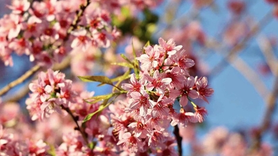 桜が満開で、ダラット郊外は春にピンク色に染まります。