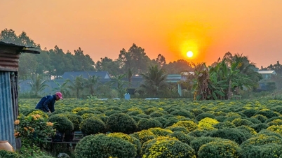 حرفه پرورش گل‌های زینتی در سا دِک، یک میراث فرهنگی ناملموس ملی است.