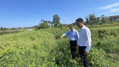 It is necessary to ensure proper drainage for agricultural production in Quang Yen ward.