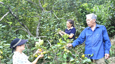 En 2025, Bao Ha espera ganar más de 4.700 millones de VND con los caquis sin semillas.