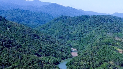 Nghe An Forestry: Entschlossener Schritt in eine Ära der grünen und nachhaltigen Entwicklung