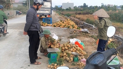 Vinh Thuan beldesindeki çiftçiler, jicama yetiştiriciliğini deniyorlar.