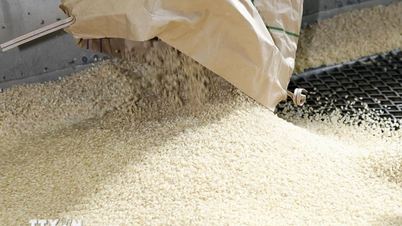 Previsão para 2026: Oferta elevada, preços mundiais do arroz continuam sob pressão.
