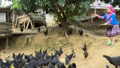 Expanding the model of raising native black chickens.