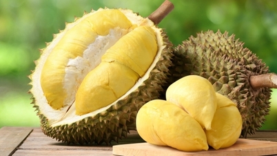 Minh bạch truy xuất nguồn gốc để sầu riêng bước ra thế giới