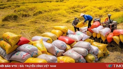 Una nueva dirección para el arroz vietnamita.