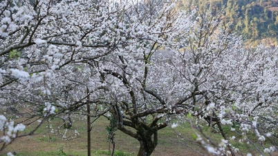 Plommeblomster utenom sesongen i Moc Chau blomstrer rent hvite midt på vinteren.