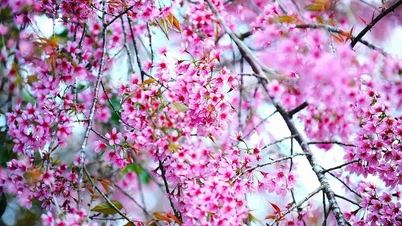 Kirsebærblomster dekker Da Lat i rosa under Tet 2026.