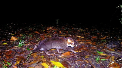 Flathodede katter dukker opp igjen i Thailand etter å ha vært borte i 30 år.