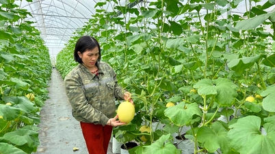 Hai Phong'da 475 kayıtlı ekim alanı bulunmaktadır.