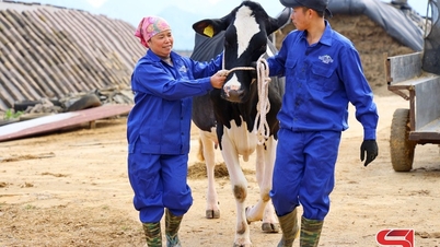 Gata pentru concursul de frumusețe al vacilor de lapte Moc Chau