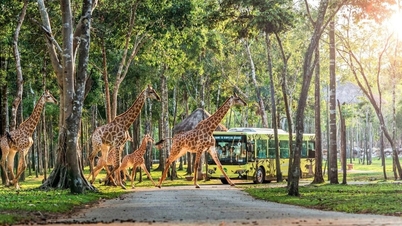 אבני דרך במסע הפיתוח בן 10 השנים של Vinpearl Safari Phu Quoc