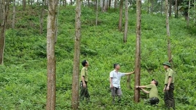 Forestry development is linked to the growth objectives of the economy.